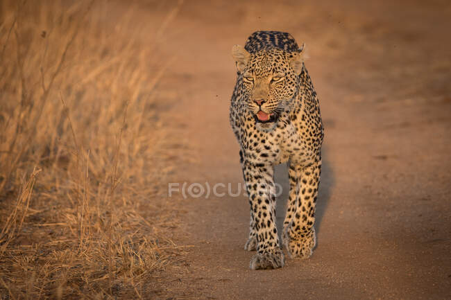 Ein Leopard, Panthera pardus, geht auf der Staubstraße auf die Kamera zu, schaut aus dem Rahmen — Stockfoto