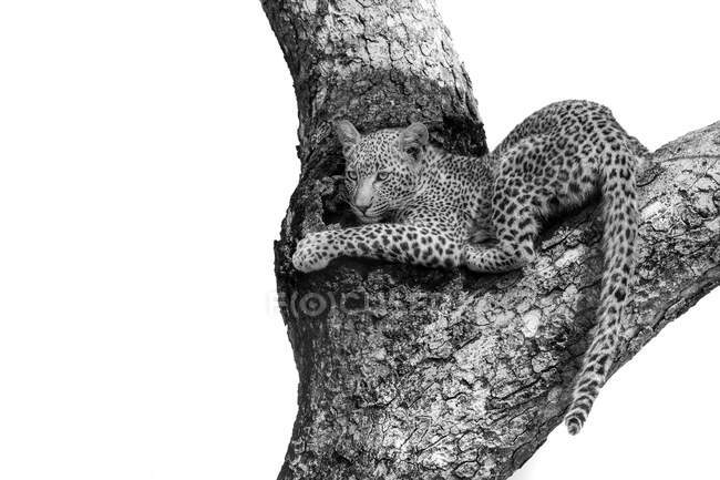 Ein Leopardenjunges, Panthera pardus, liegt in der Gabel eines Baumes, in schwarz-weiß, schaut aus dem Rahmen, weißer Hintergrund — Stockfoto