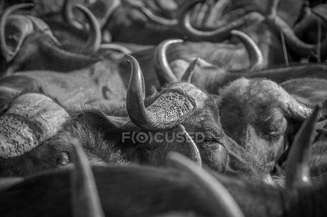 Una mandria di bufali, Syncerus caffer, in bianco e nero — Foto stock