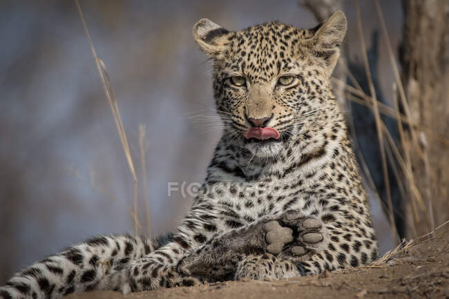 Ein Leopardenjunges, Panthera pardus, liegt auf einem Termitenhügel, Zunge raus, Ohren zurück, Blick aus dem Rahmen — Stockfoto