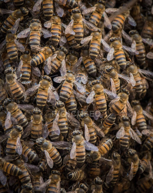 Un enjambre de abejas, Apis mellifera scutellata, se congregan juntas - foto de stock