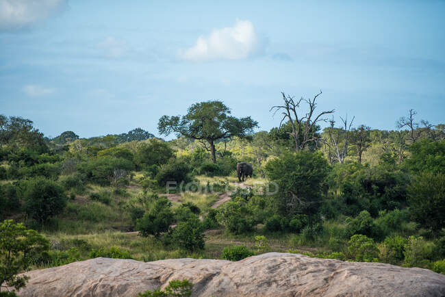 A landscape shot of an elephant, Loxodonta africana, walking in greenery, boulders in front — Stock Photo