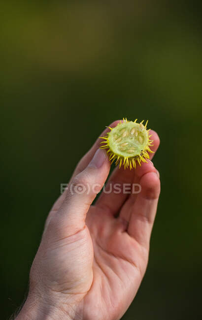 Рука держит наполовину открытый дикий огурец, Cucumis anguria — стоковое фото