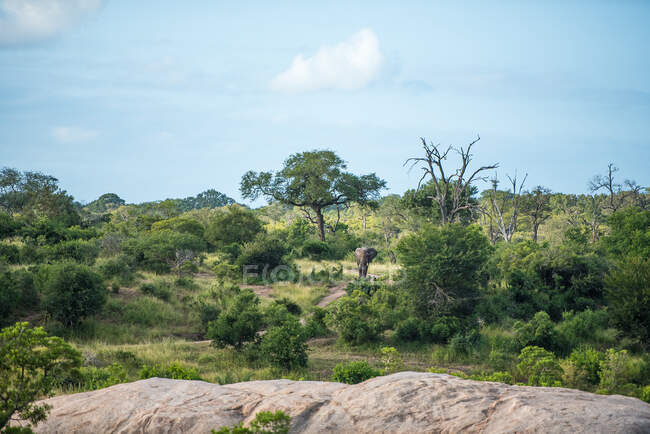 Un colpo di paesaggio di un elefante, Loxodonta africana, passeggiando nel verde, massi di fronte — Foto stock