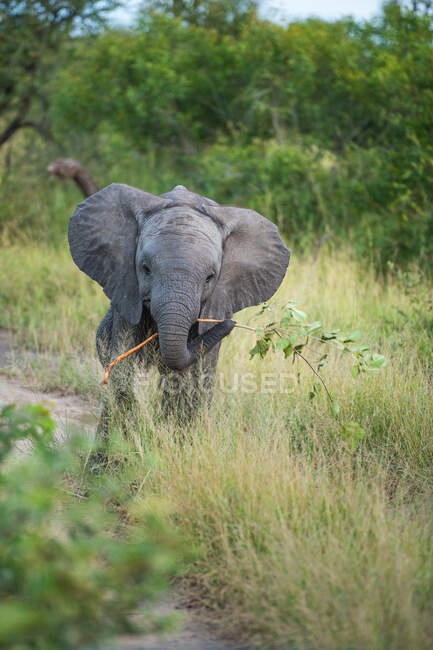 Um bezerro elefante, Loxodonta africana, caminhando em direção a câmera em grama longa, segurando ramo no tronco — Fotografia de Stock