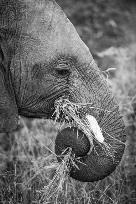 Бічний профіль слона, Loxodonta africana, обмотаний стовбур під час поїдання трави, в чорно-білому — стокове фото
