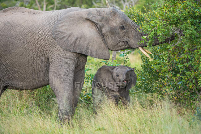 Un elefante femmina, Loxodonta africana, e il suo vitello raggiungere con i loro tronchi per alcune foglie — Foto stock