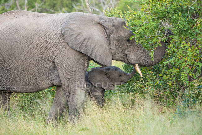 Una elefante hembra, Loxodonta africana, y su pantorrilla alcanzan con sus troncos algunas hojas - foto de stock