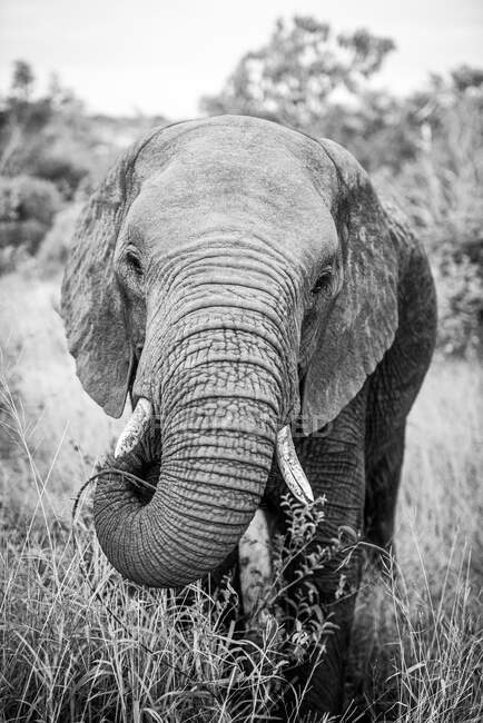 Um elefante, Loxodonta africana, olhar direto, tronco levantado enquanto come, em preto e branco — Fotografia de Stock