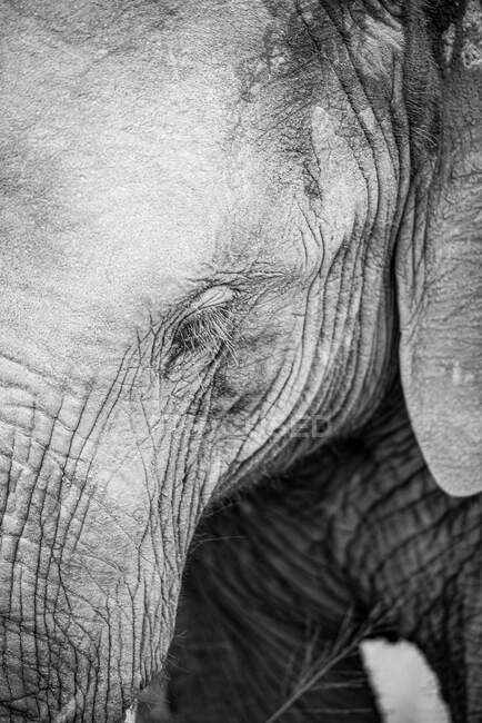 Der Kopf eines Elefanten, Loxodonta africana, mit geschlossenen Augen, schwarz-weiß — Stockfoto