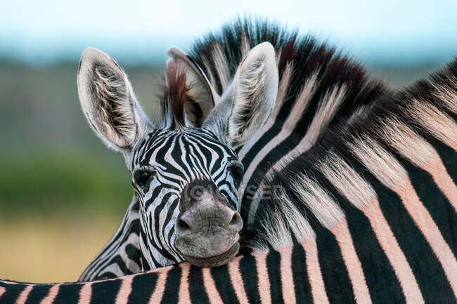 Un puledro di zebra, Equus quagga, appoggia la testa sul dorso di un'altra zebra — Foto stock