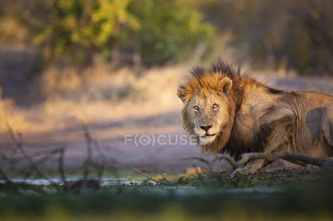 Um leão macho, Panthera leo, agachado ao lado de um buraco de água, olhar directo — Fotografia de Stock
