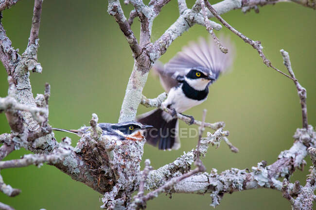 A Chinspot Batis, Batis molitor, flying out of its nest — Stock Photo