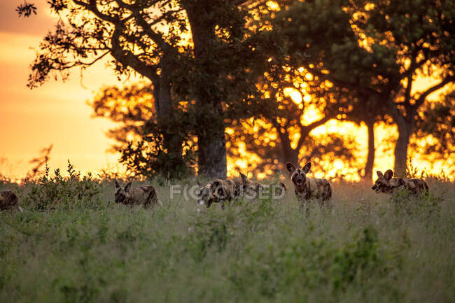 Ein Rudel wilder Hunde, Lycaon pictus, spaziert bei Sonnenuntergang durch langes Gras — Stockfoto