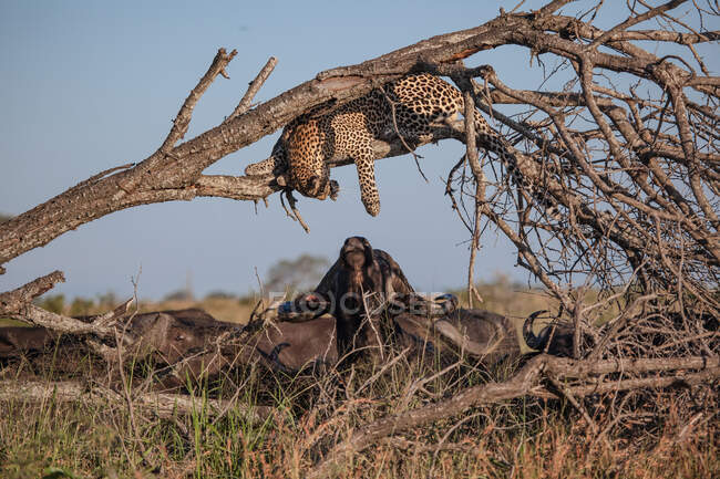 Ein Leopard, Panthera pardus, liegt in einem abgestorbenen Baum und greift nach unten, um einen Büffel zu berühren, Syncerus caffer — Stockfoto