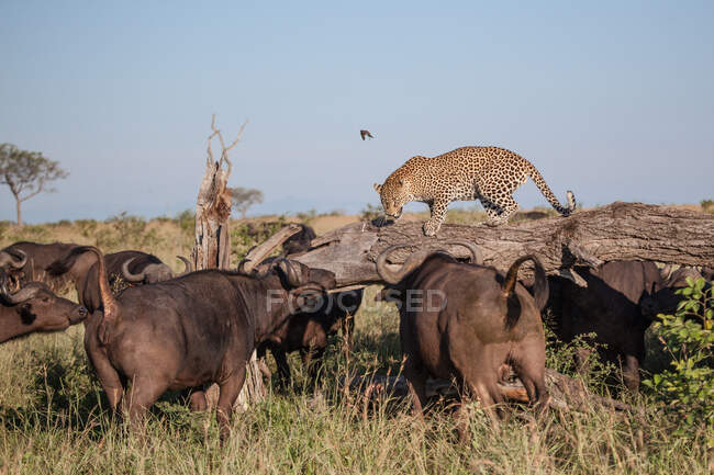 Леопард Пантера пардус, який переходив через колоду в оточенні буйвола. — стокове фото