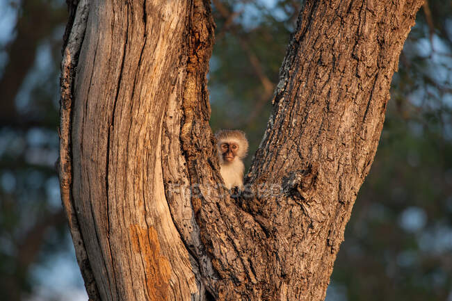 Un mono vervet, Chlorocebus pygerythrus, sentado en la bifurcación de un árbol, la mirada directa, la iluminación del atardecer - foto de stock