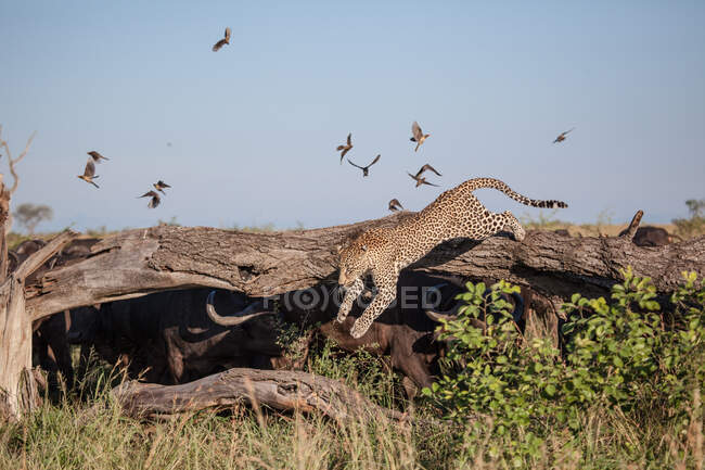 Ein Leopard, Panthera pardus, der von Büffeln umgeben von einem Baumstamm springt, Syncerus caffer, Vögel fliegen — Stockfoto