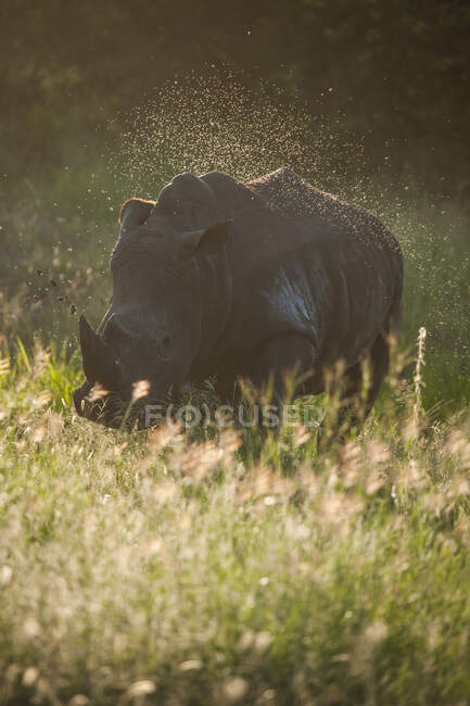 Un rinoceronte bianco, Ceratotherium simum, che cammina attraverso una lunga erba verde, sciame di insetti ci volano intorno. — Foto stock