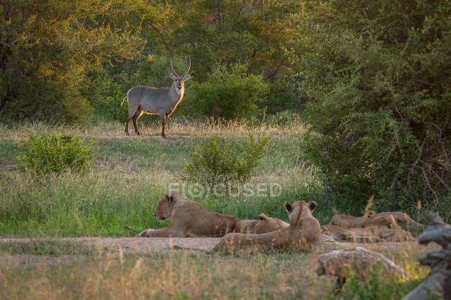 A waterbuck, Kobus ellipsiprymnus, looking at a pride of lions, Panthera leo, green background — Stock Photo