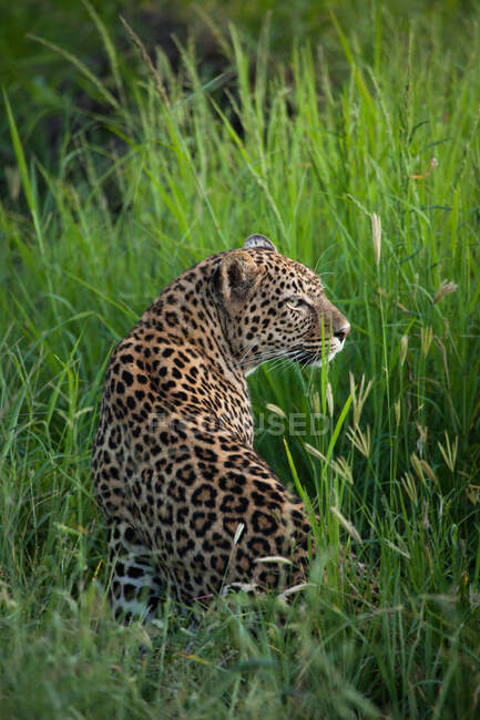Ein Leopard, Panthera pardus, sitzt im langen grünen Gras und dreht sich über ihre Schulter — Stockfoto
