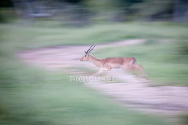 Ein Impala, Aepyceros melampus, läuft, Bewegungsunschärfe — Stockfoto