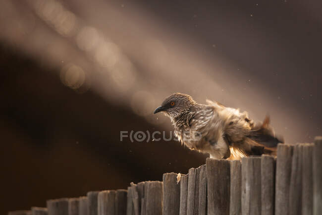Une flèche marquée babbler, Turdoides jardineii, secouant l'eau de lui-même tout en étant assis sur un mur en bois — Photo de stock