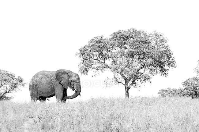 Un elefante, Loxodonta africana, de pie en un claro cerca de un árbol, perfil lateral en blanco y negro - foto de stock