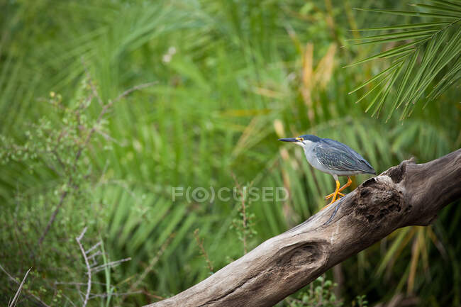 Green-Backed Heron, Butorides striata, sitting on a log by the river — Stock Photo