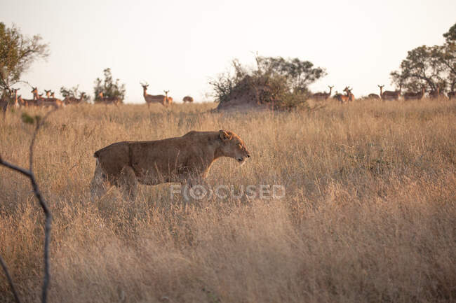 Una leonessa, Panthera leo, camminando attraverso l'erba secca, orecchie indietro, mentre impala in piedi dietro, Aepyceros melampus — Foto stock