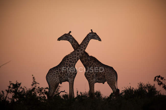 Dos jirafas, Jirafa camelopardalis jirafa, de pie juntos silueta por un atardecer, cuellos cruzando - foto de stock
