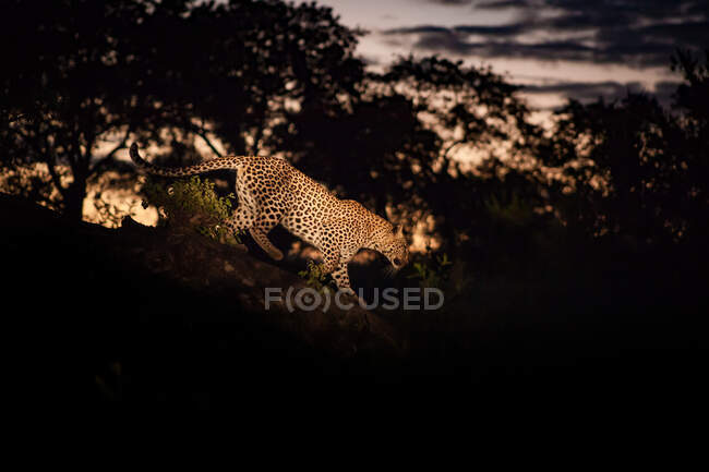 Ein Leopard, Panthera pardus, geht bei Sonnenuntergang einen Baumstamm hinunter, beleuchtet von einem Scheinwerfer — Stockfoto