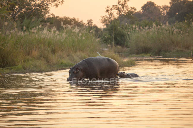 Um hipopótamo e bezerro, Hippopotamus amphibius, caminhando através de um rio ao pôr do sol — Fotografia de Stock