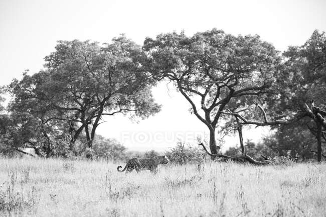 Ein Leopard, Panthera pardus, geht durch Gras, große Bäume im Hintergrund, schwarz-weiß — Stockfoto
