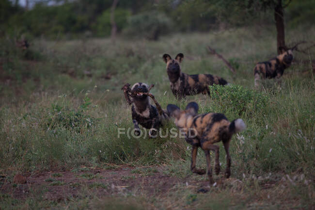 Ein Rudel wilder Hunde, Lycaon pictus, grüßt einander auf einer Lichtung — Stockfoto