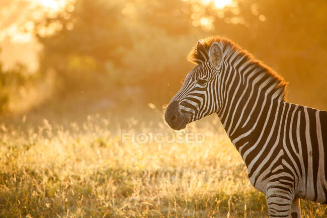Le profil latéral du zèbre, Equus quagga, rétro-éclairé par la lumière dorée — Photo de stock