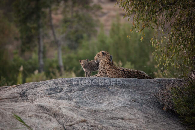 Um leopardo e seu filhote, Panthera pardus, deitados em uma pedra juntos, vegetação no fundo — Fotografia de Stock