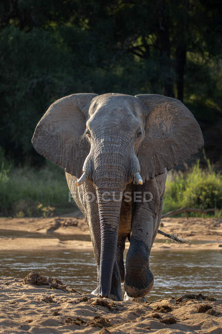 Un elefante, Loxodonta africana, caminando a través de un lecho de río arenoso, mirada directa - foto de stock