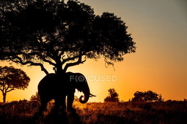 Die Silhouette eines Elefanten, Loxodonta africana, steht bei Sonnenuntergang unter einem Baum — Stockfoto