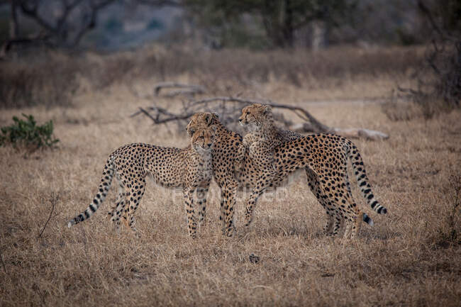 Drei Geparden, Acinonyx jubatus, stehen zusammen auf trockenem, kurzem Gras — Stockfoto
