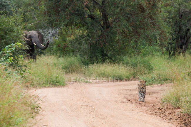 Um elefante, Loxodonta africana, observando o leopardo, Panthera pardus, caminhando por uma estrada de areia — Fotografia de Stock