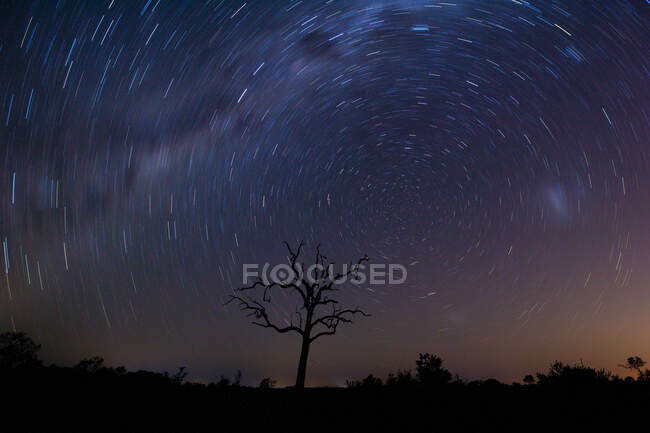 Звездный след вокруг мертвого дерева — стоковое фото