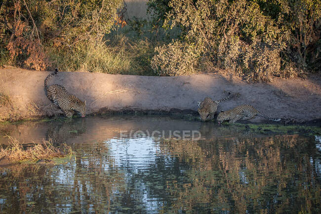 Tres leopardos, Panthera pardus, agachándose y bebiendo de un pozo de agua - foto de stock
