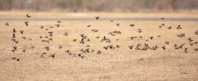 A flack of red billed quelea, Acinonyx jubatus, flying above a dry grass clearing — Stock Photo