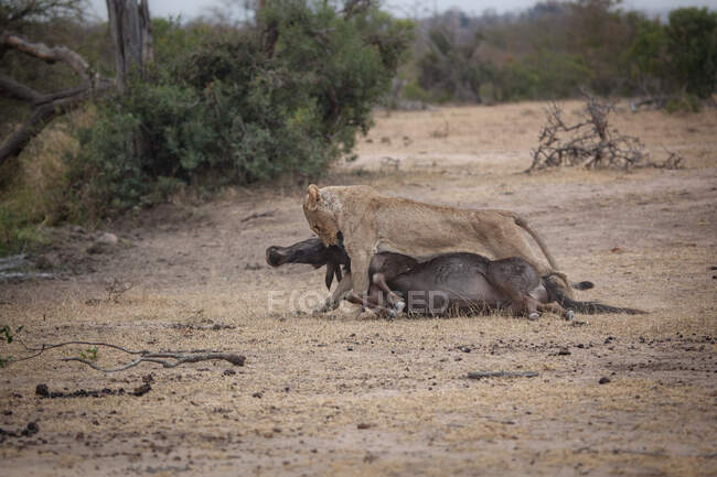 Лев, Panthera leo, тягне мертвого блакитного антилопа, Connochaetes taurinus — стокове фото