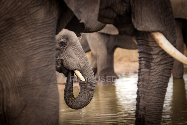 Un elefante, Loxodonta africana, bebiendo agua en un pozo de agua, tronco a boca, otros elefantes enmarcando - foto de stock