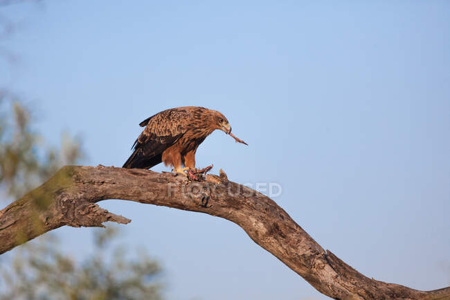 Tawny Eagle, Aquila rapax, lacerando la preda — Foto stock
