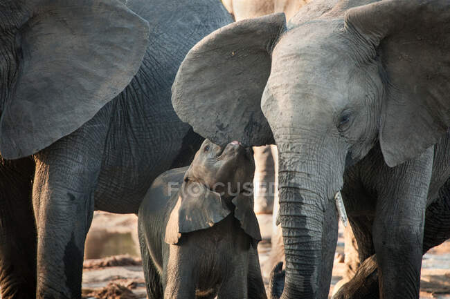Ein Elefantenkalb, Loxodonta africana, beißt einem älteren Elefanten ins Ohr — Stockfoto