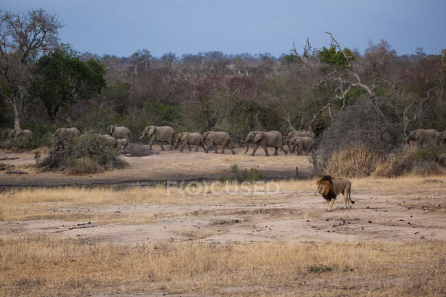 Un león macho, Panthera leo, caminando en un claro con elefantes en el fondo, Loxodonta africana - foto de stock