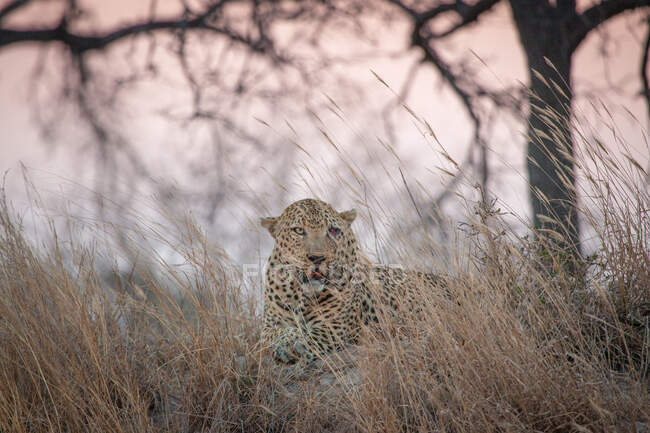Un léopard mâle, Panthera padrus, couché sur un termite avec de l'herbe devant lui, blessure à l'œil, coucher de soleil — Photo de stock